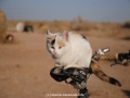galeria_10D066_564